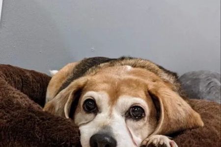 Sumner Veterinary Hospital