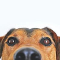 Puyallup Valley Veterinary Clinic ico