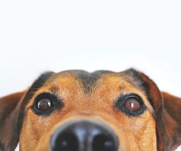 Puyallup Valley Veterinary Clinic