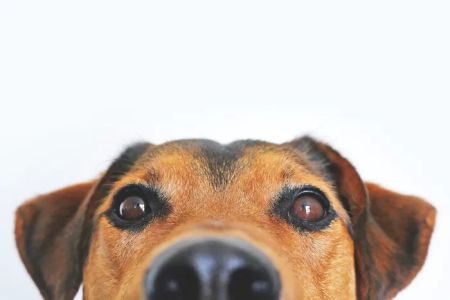 Puyallup Valley Veterinary Clinic