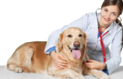 Puyallup Valley Veterinary Clinic 12