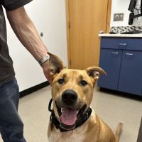 Lake Tapps Veterinary Hospital ico