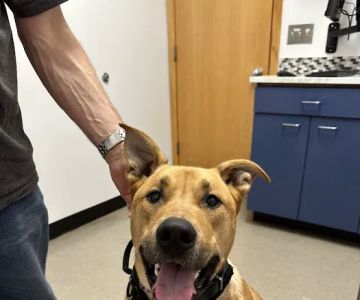 Lake Tapps Veterinary Hospital
