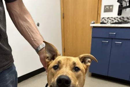 Lake Tapps Veterinary Hospital
