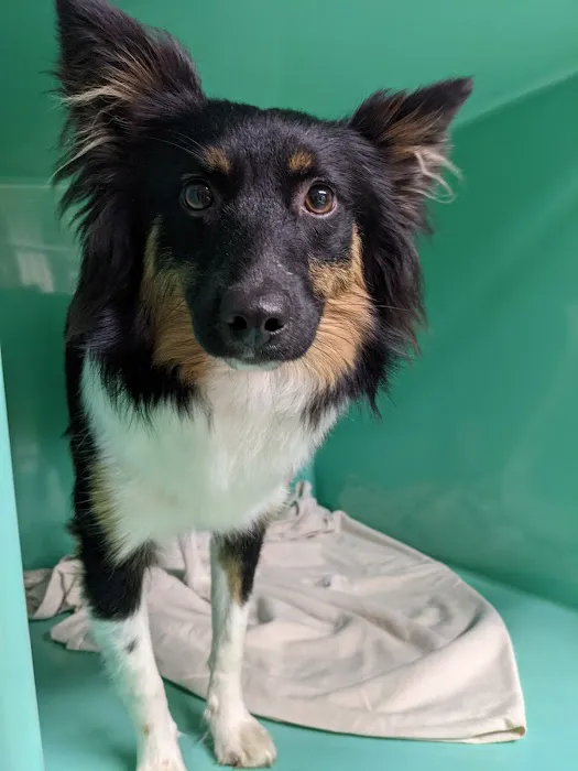 Enumclaw Veterinary Hospital 9