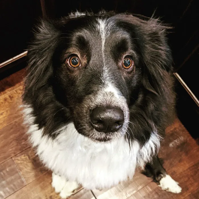 Cascade Veterinary Clinic 12