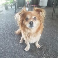 Cascade Veterinary Clinic ico