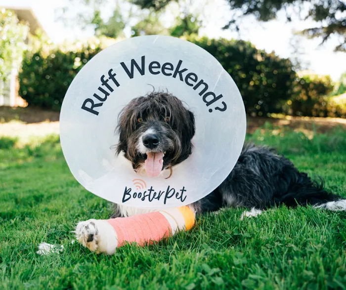 BoosterPet Veterinary Care & Urgent Care in Bonney Lake 12