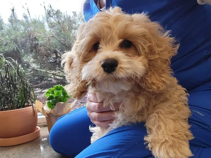 BoosterPet Veterinary Care & Urgent Care in Bonney Lake 12