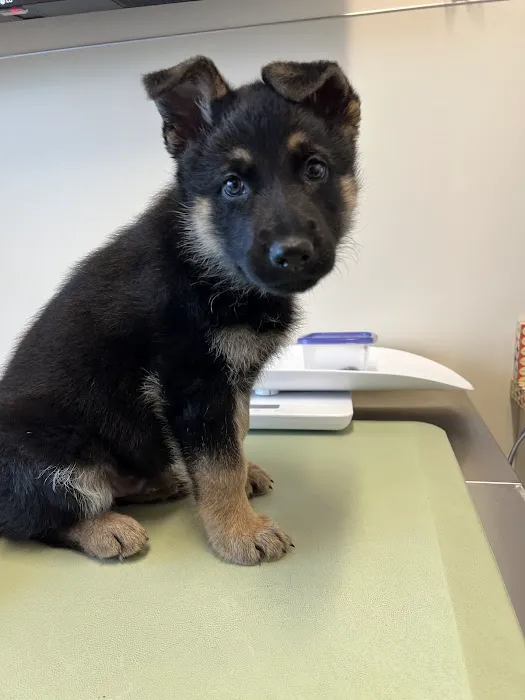 BoosterPet Veterinary Care & Urgent Care in Bonney Lake 12