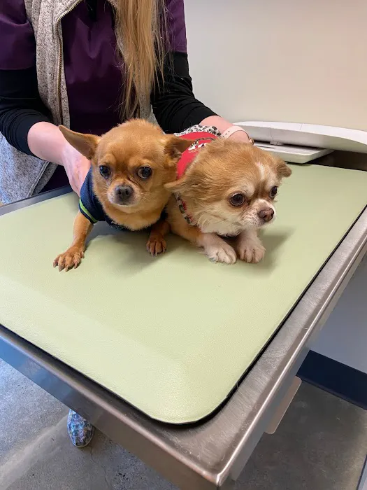 BoosterPet Veterinary Care & Urgent Care in Bonney Lake 12