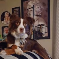 River Road Animal Hospital ico