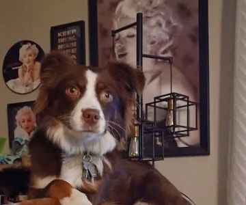 River Road Animal Hospital