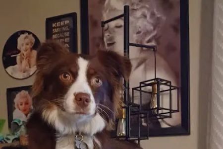 River Road Animal Hospital