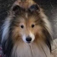 Wiltzius Pam DVM ico