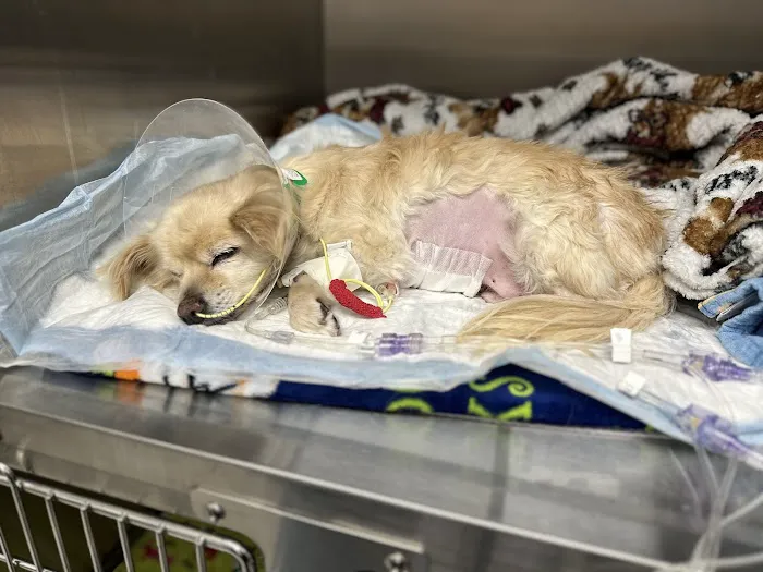 Old Growth Veterinary Emergency & Critical Care 12