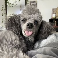 Old Growth Veterinary Emergency & Critical Care ico