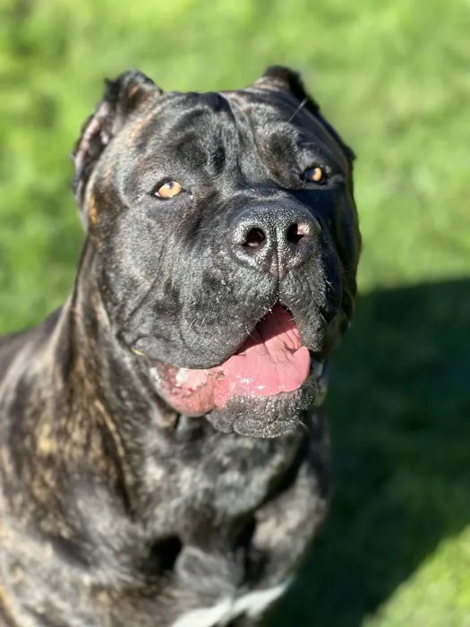 Heart and Soul Veterinary Center 12