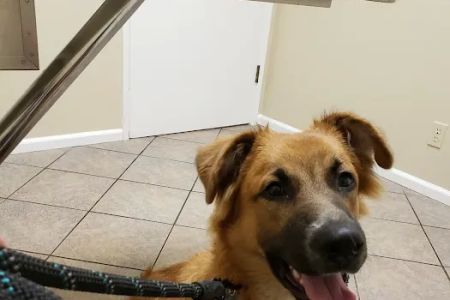 University Place Veterinary Hospital