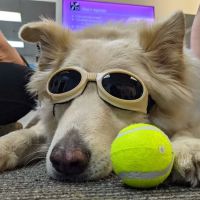 Ruff Day Veterinary Services LLC ico