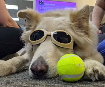 Ruff Day Veterinary Services LLC