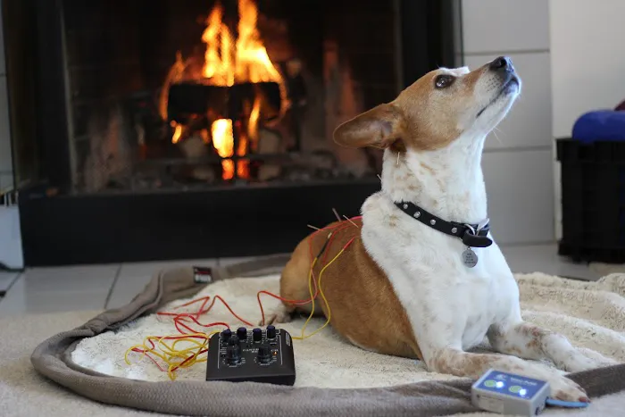 Ruff Day Veterinary Services LLC 12