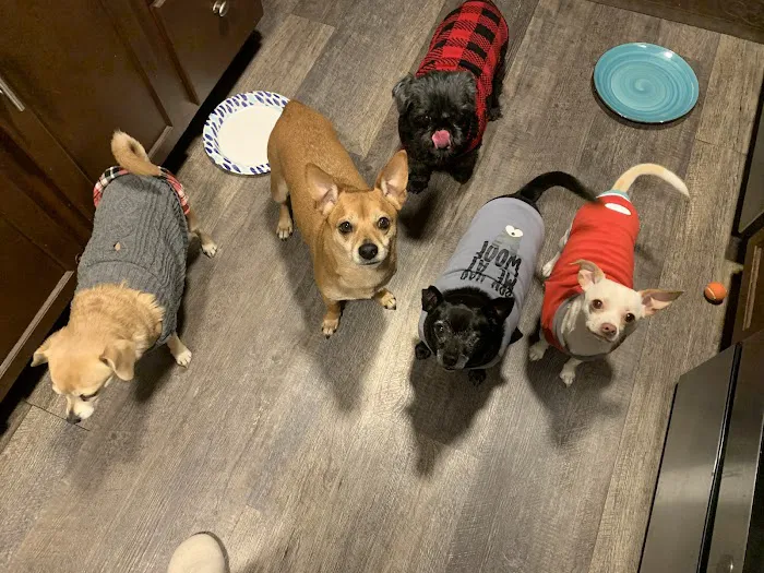 Fircrest Veterinary Hospital 12