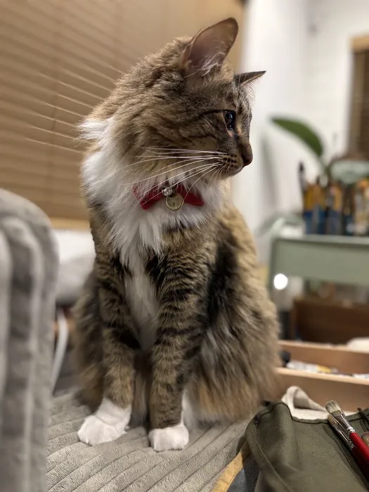 Fircrest Veterinary Hospital 12