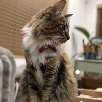 Fircrest Veterinary Hospital ico