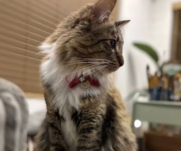 Fircrest Veterinary Hospital