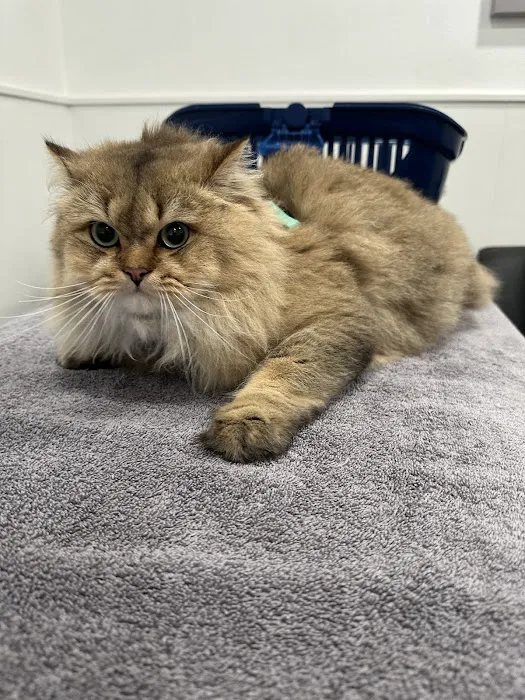 Fircrest Veterinary Hospital 12