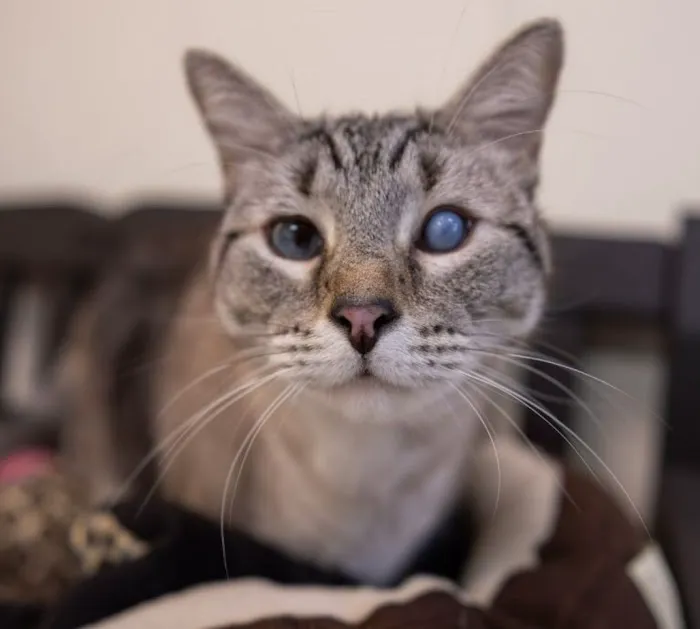 Rainier Animal Eye 12