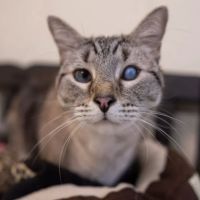 Rainier Animal Eye ico