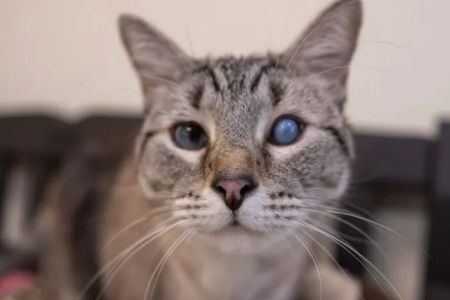 Rainier Animal Eye