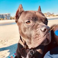 Button Veterinary Hospital ico