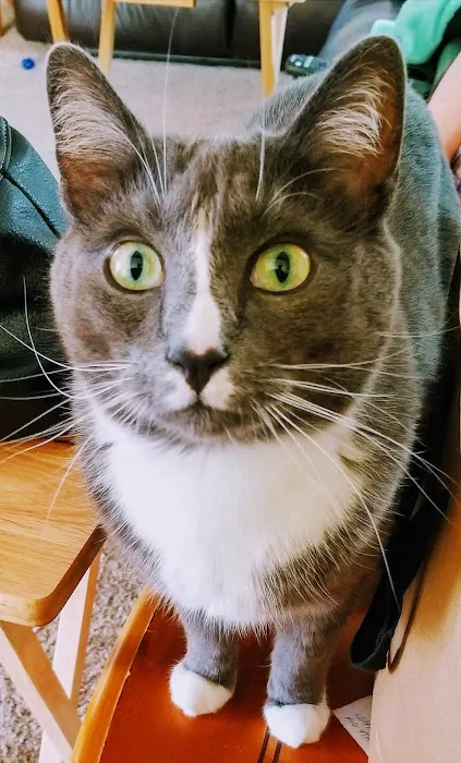 Feline Hyperthyroid Treatment 12