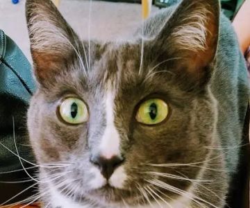 Feline Hyperthyroid Treatment