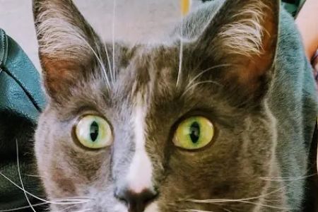 Feline Hyperthyroid Treatment
