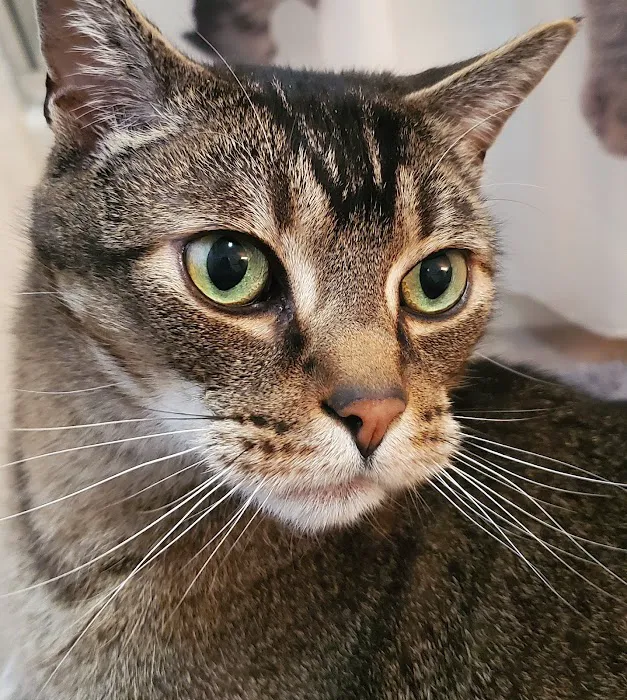 Feline Hyperthyroid Treatment 12