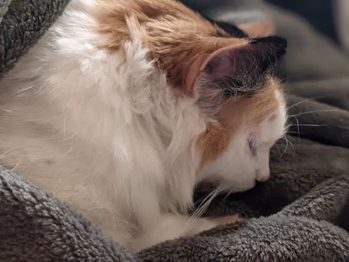 Feline Hyperthyroid Treatment 12