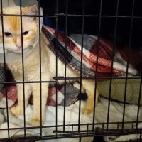 Northwest Spay & Neuter Center ico