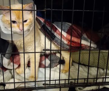 Northwest Spay & Neuter Center