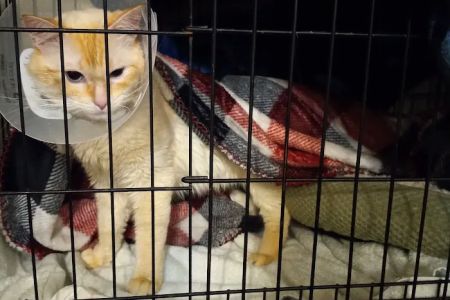 Northwest Spay & Neuter Center