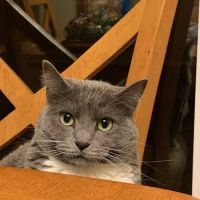 Summit Veterinary Referral Center ico
