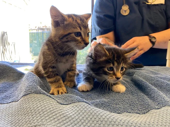 Animal Care Clinic 12