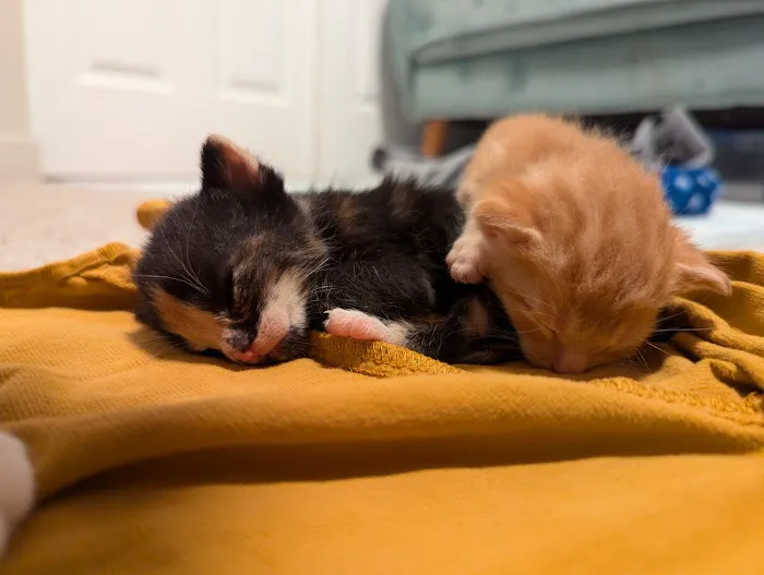 Animal Care Clinic 12