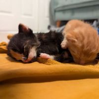 Animal Care Clinic ico
