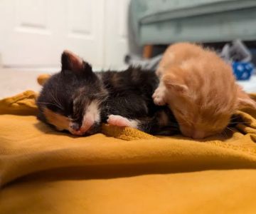 Animal Care Clinic