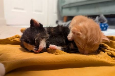 Animal Care Clinic