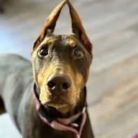 South Sound Veterinary Imaging ico